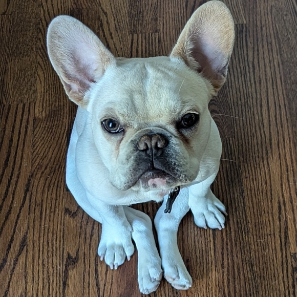 Meet your Posher, Casey - Picture 3 of 12